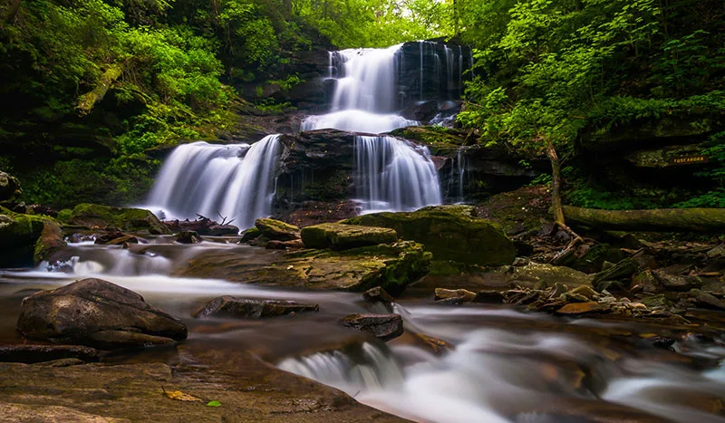 Two state parks added to Forest Network